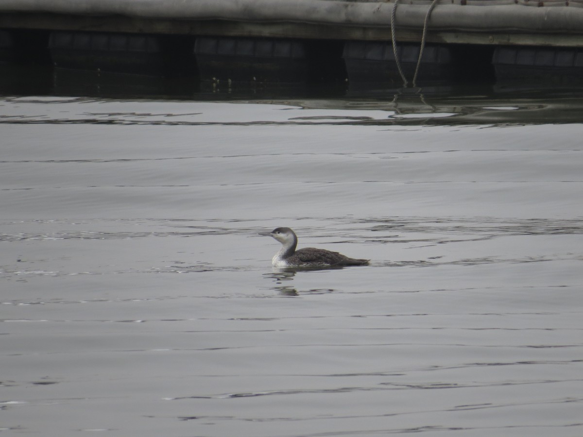 Red-throated Loon - ML86045391