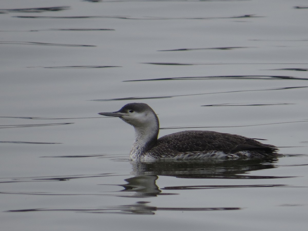 Red-throated Loon - Ben West