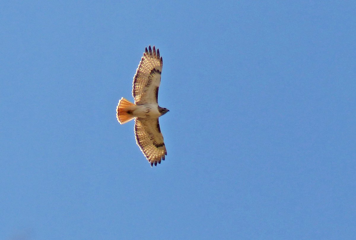 Red-tailed Hawk - willem van vliet-