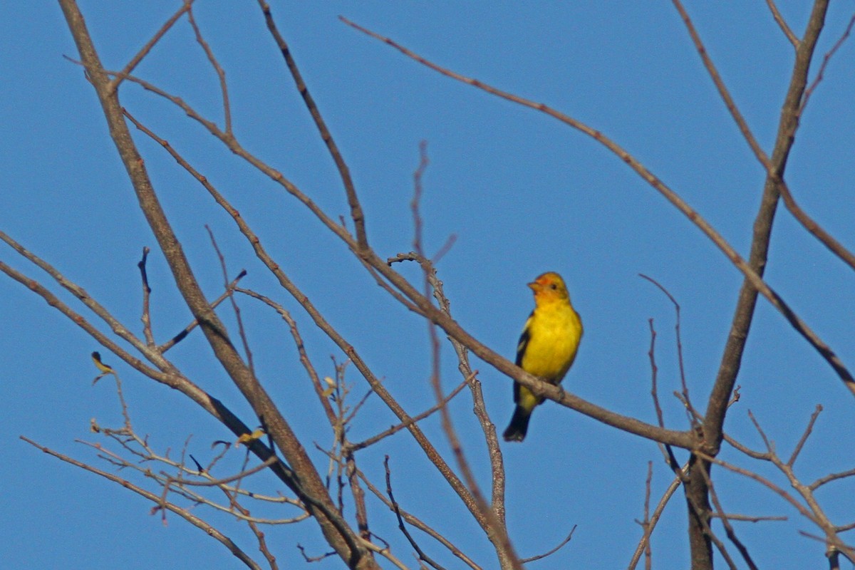 Western Tanager - Larry Therrien