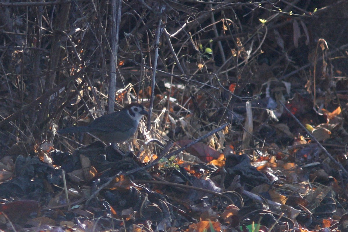 White-faced Ground-Sparrow - Larry Therrien