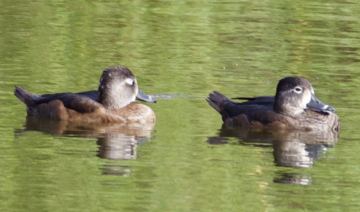 Ring-necked Duck - Rob Worona
