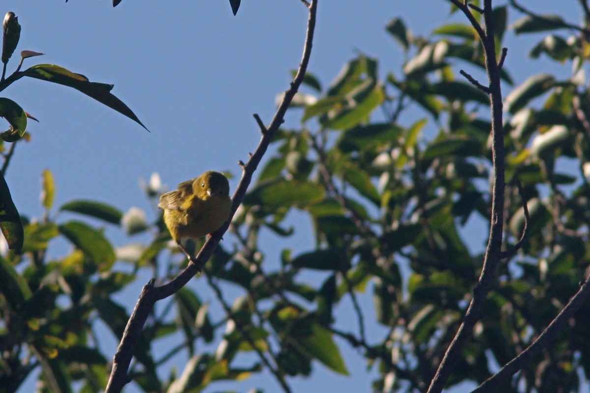 Yellow Warbler (Northern) - Larry Therrien