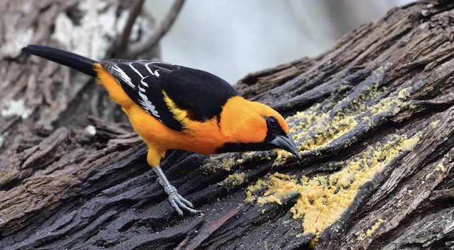 Orange Oriole - eBird