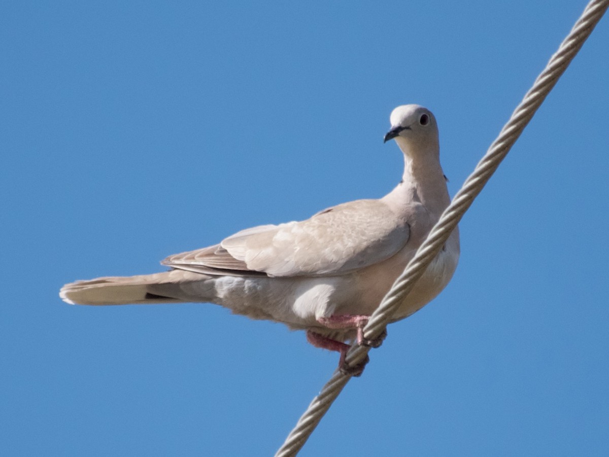 Eurasian Collared-Dove - ML86047501