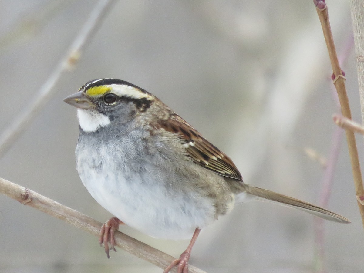White-throated Sparrow - Katarzyna Kabacinska
