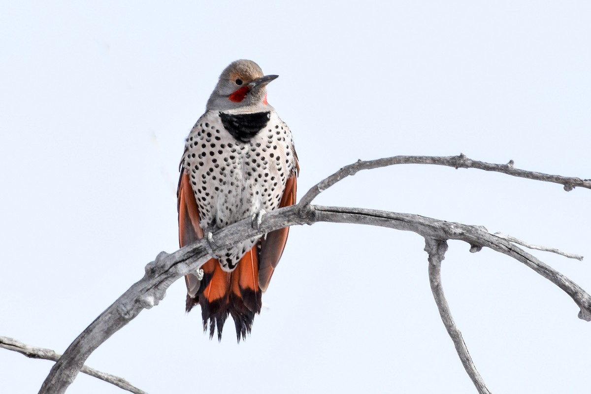 Northern Flicker (Red-shafted) - Melissa James