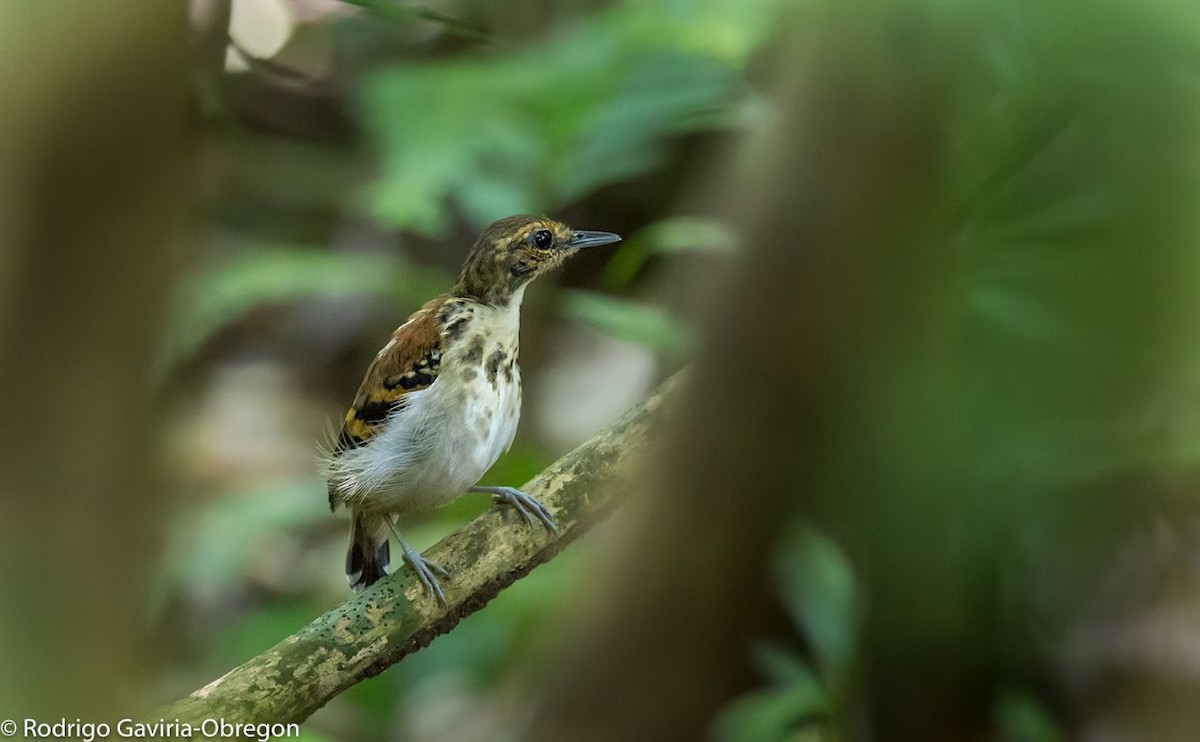 Spotted Antbird - ML86059481