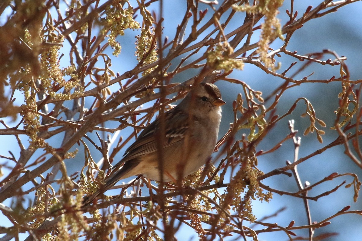 White-crowned Sparrow - ML86059911