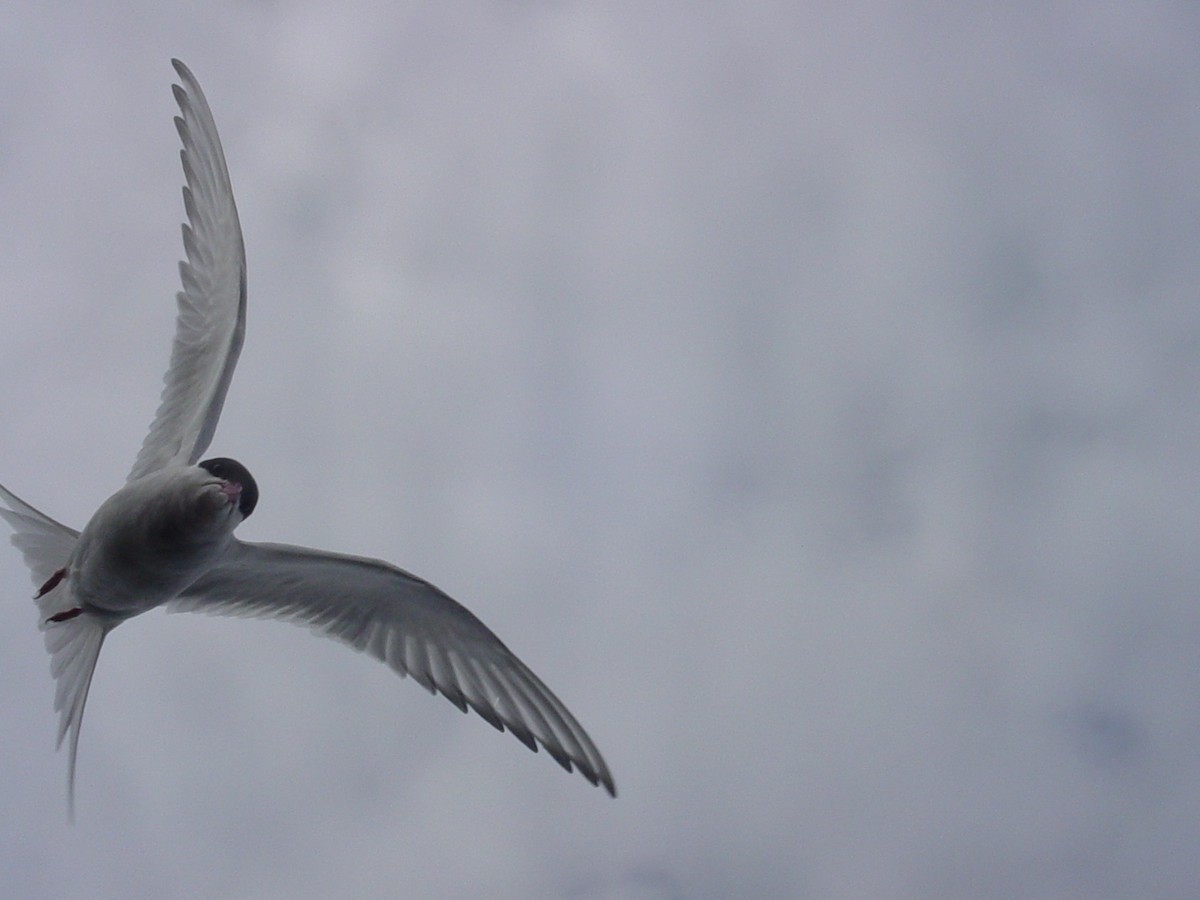 Arctic Tern - Caleb Ashling