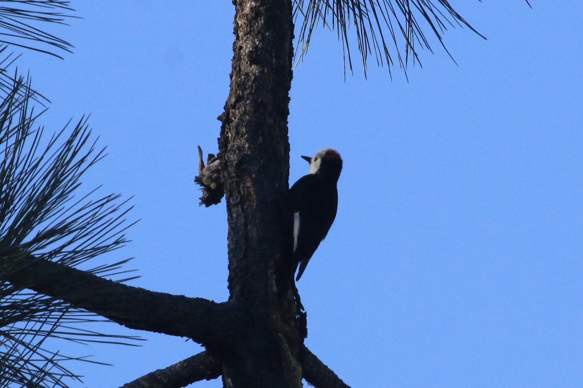 White-headed Woodpecker - ML86060261