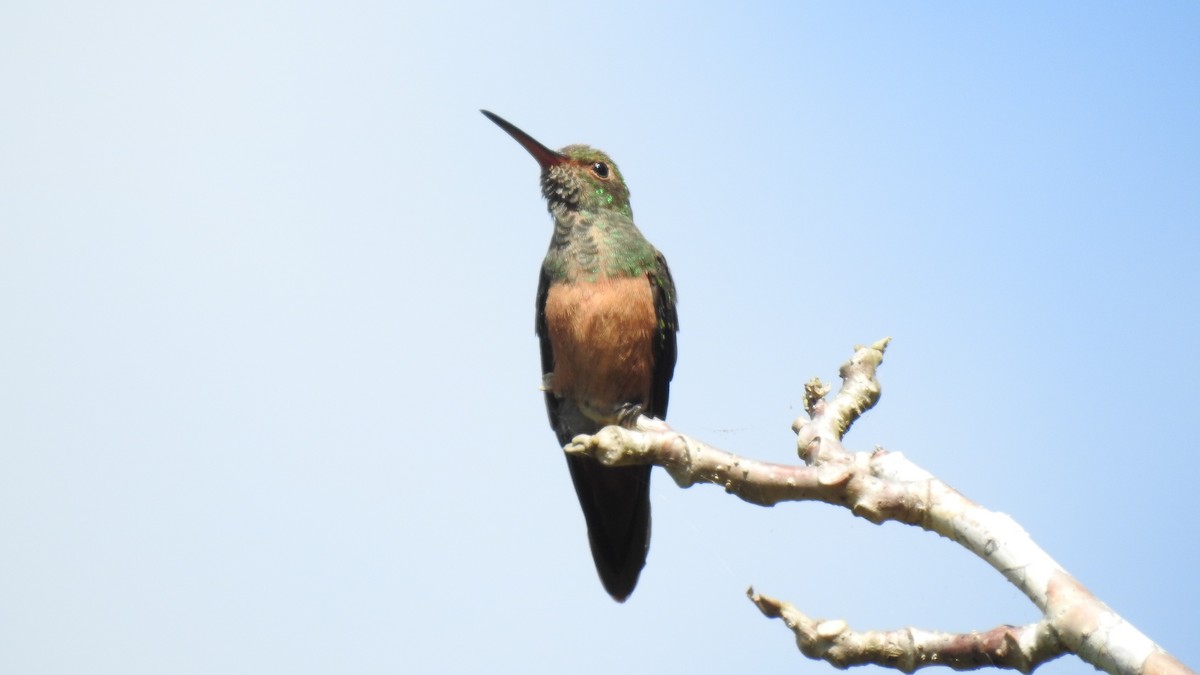 Buff-bellied Hummingbird (Yucatan) - Rick Folkening