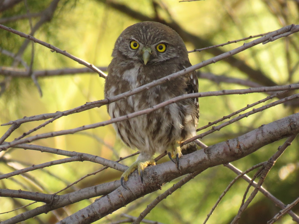 Austral Pygmy-Owl - Cristina isabel Ferreyra