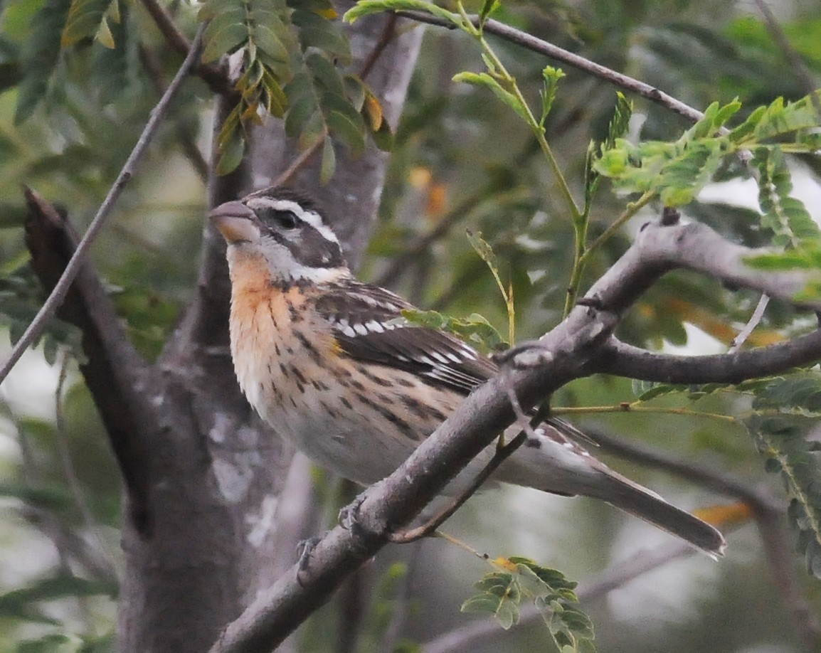 Rose-breasted x Black-headed Grosbeak (hybrid) - Steven Mlodinow