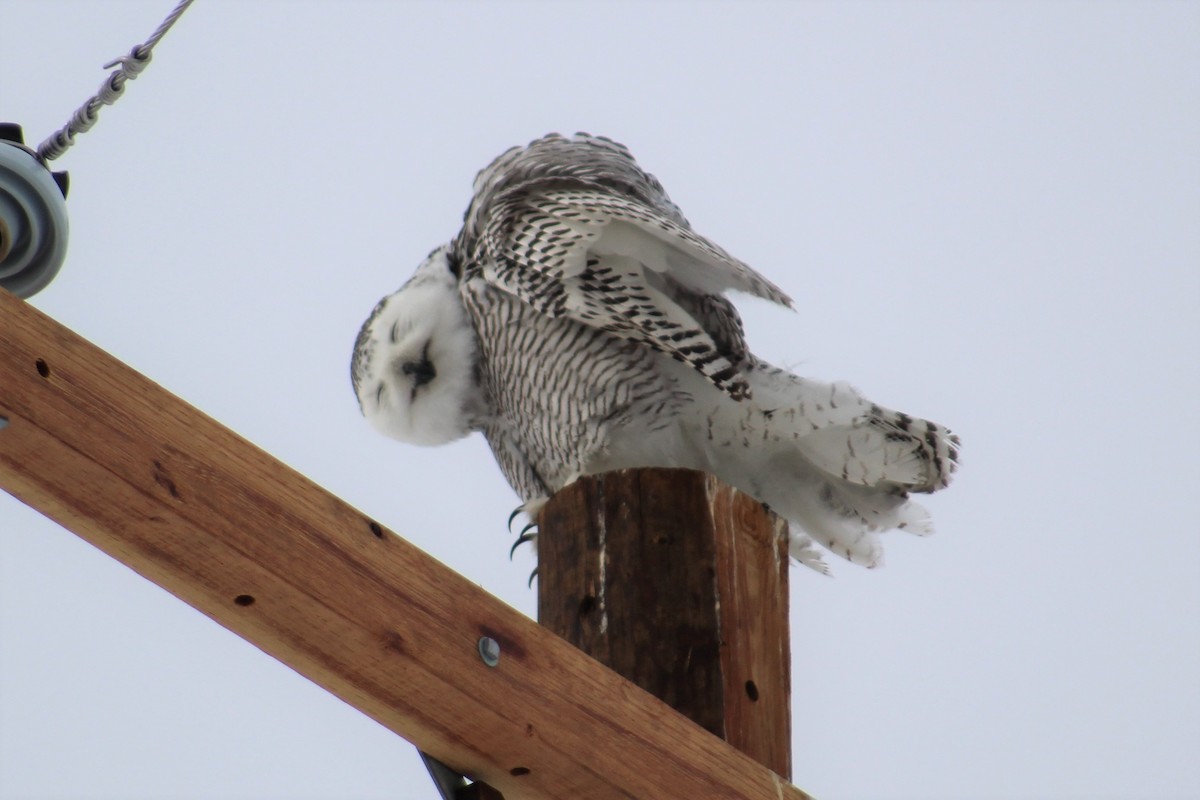 Snowy Owl - ML86069231