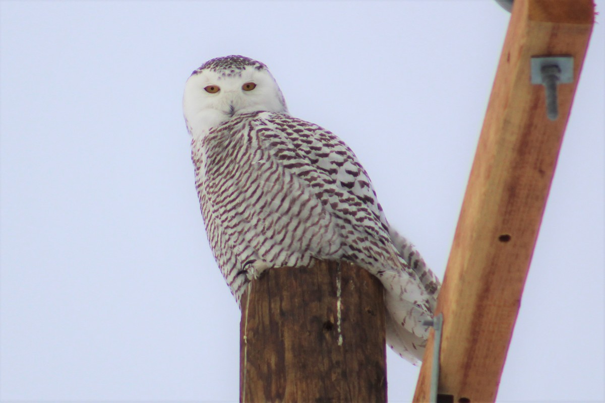 Snowy Owl - ML86069321