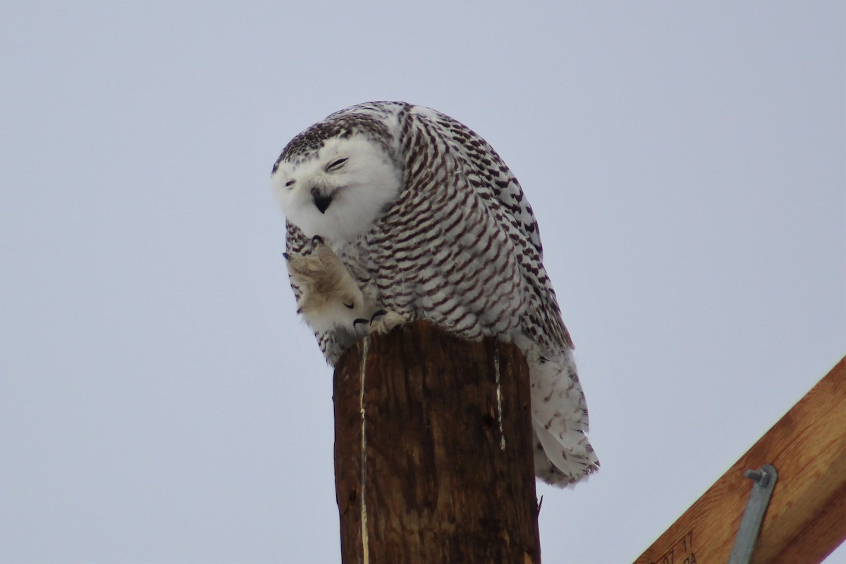 Snowy Owl - Laura Labbe
