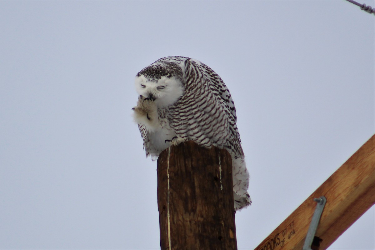 Snowy Owl - ML86071691