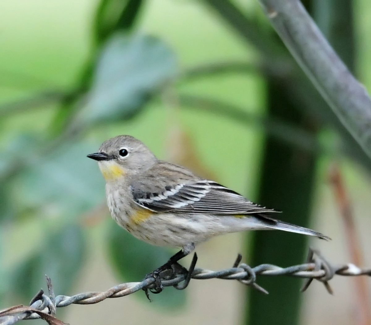 Yellow-rumped Warbler (Myrtle x Audubon's) - ML86071781