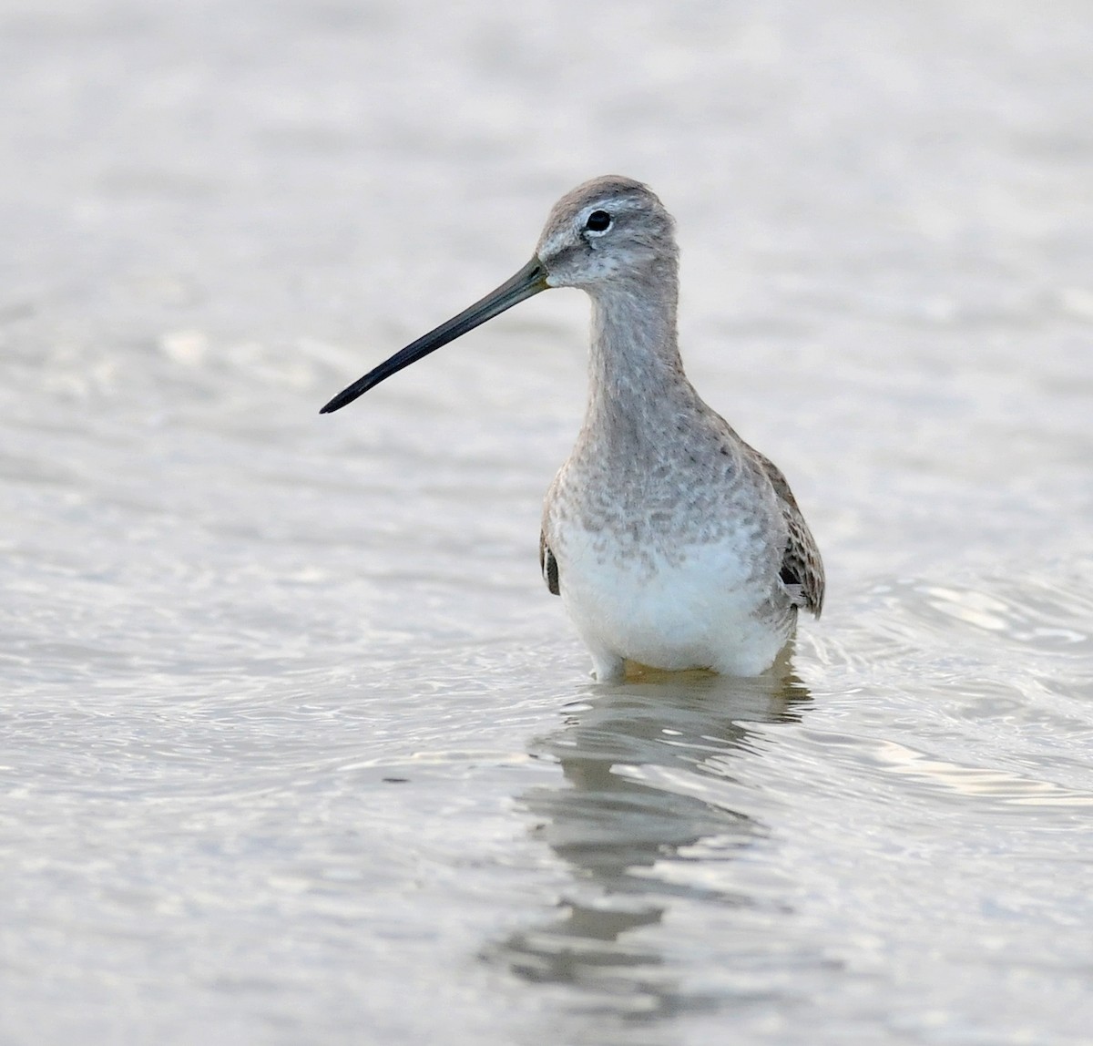 Long-billed Dowitcher - ML86072031