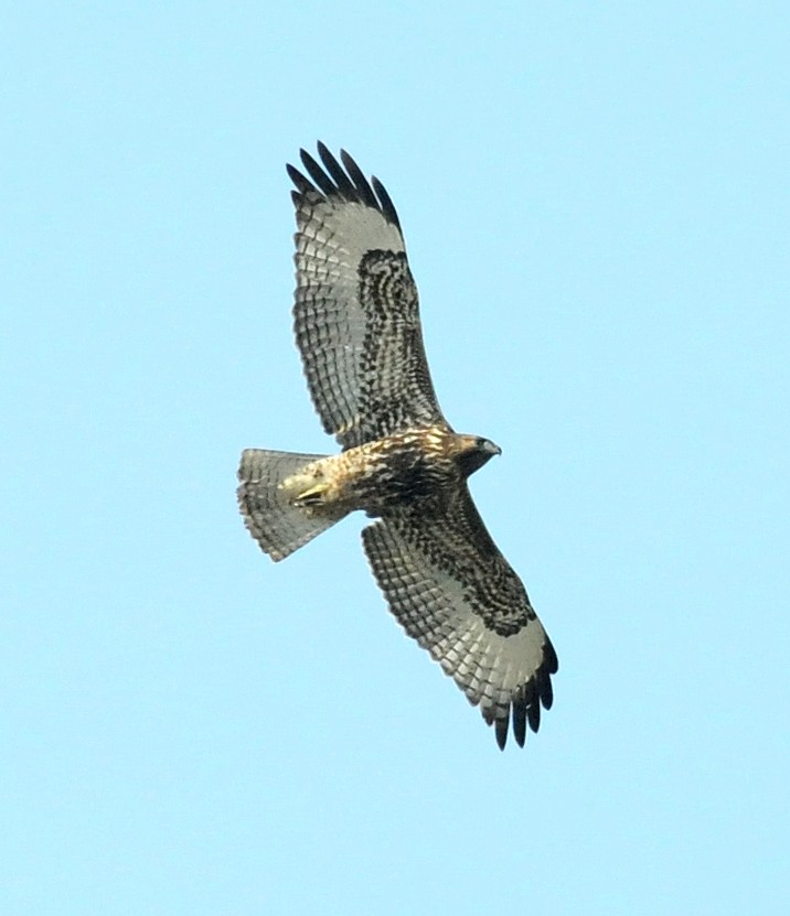 Red-tailed Hawk - ML86072221