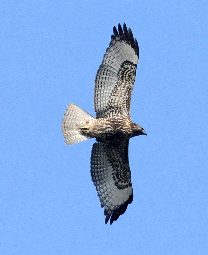 Red-tailed Hawk - Steven Mlodinow