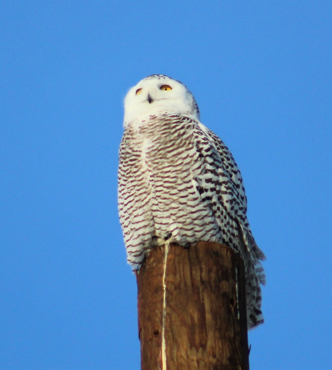Snowy Owl - ML86072861