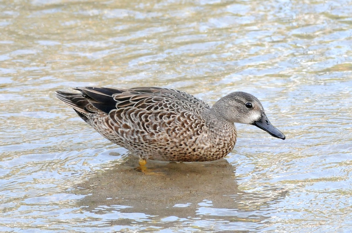 Blue-winged Teal - ML86073001