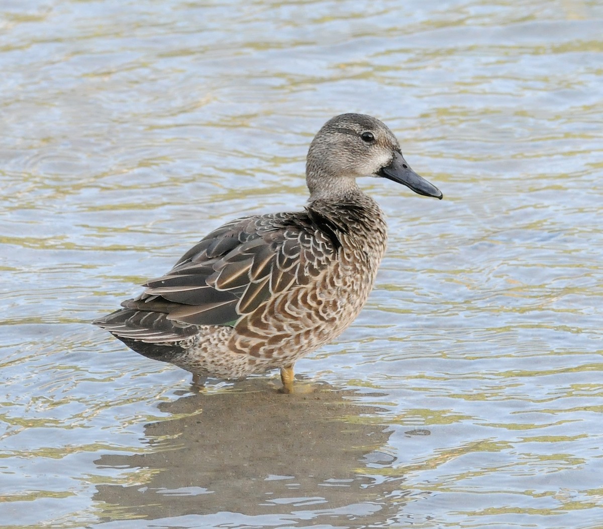 Blue-winged Teal - ML86073011