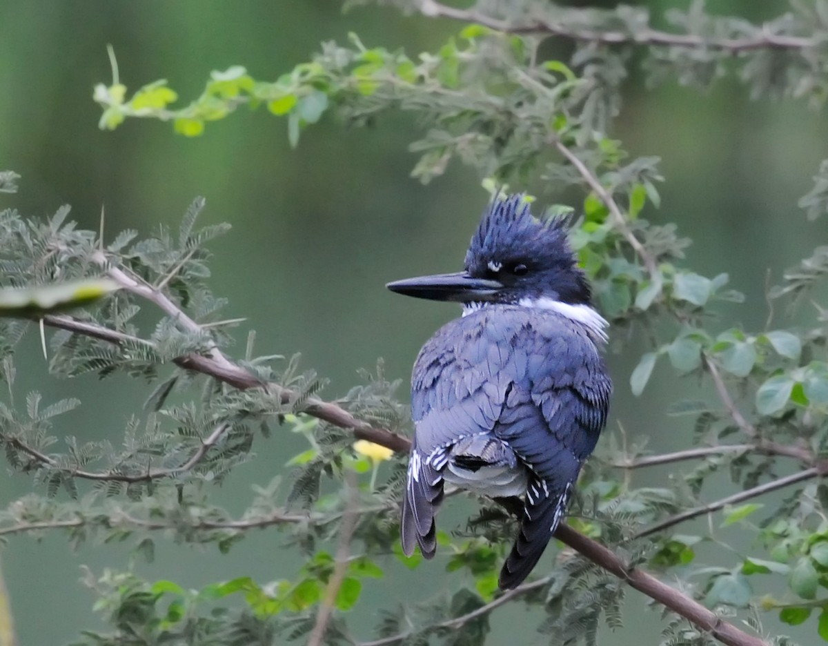 Belted Kingfisher - ML86073481