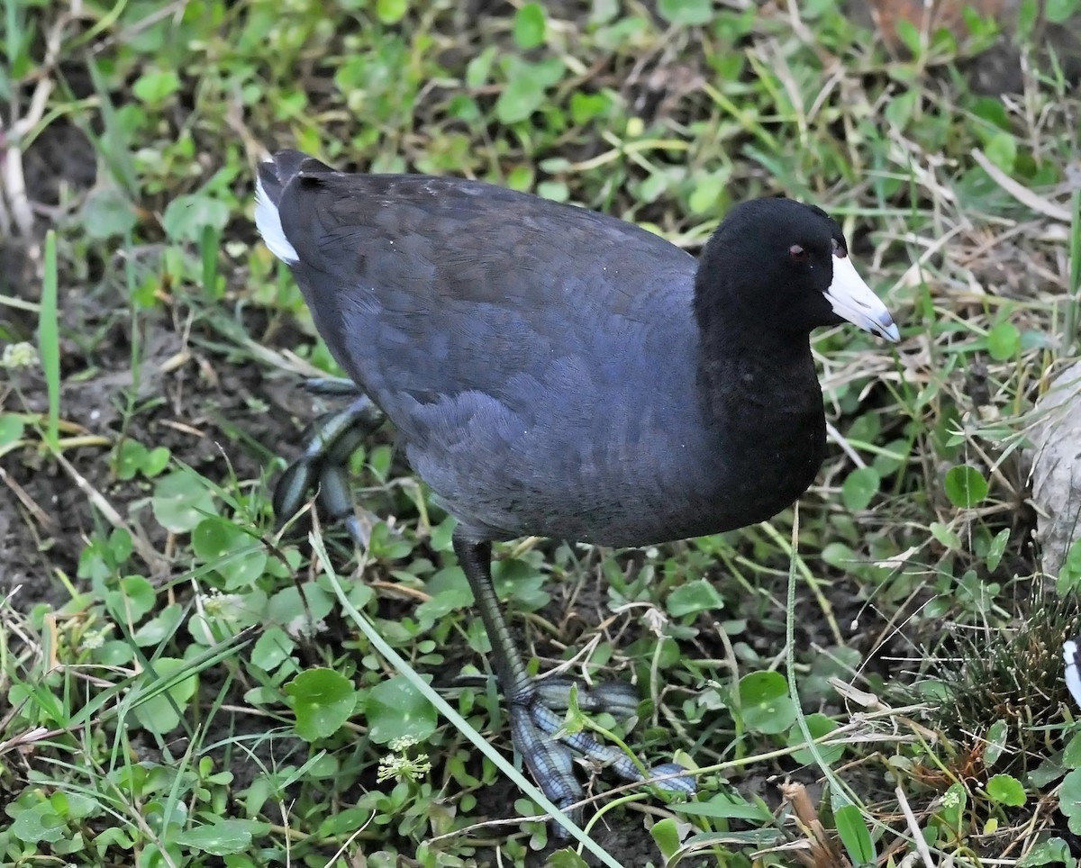 American Coot (Red-shielded) - ML86073641