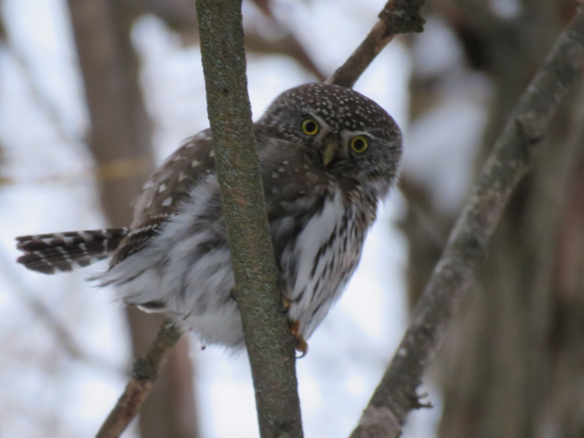 Northern Pygmy-Owl - ML86074171