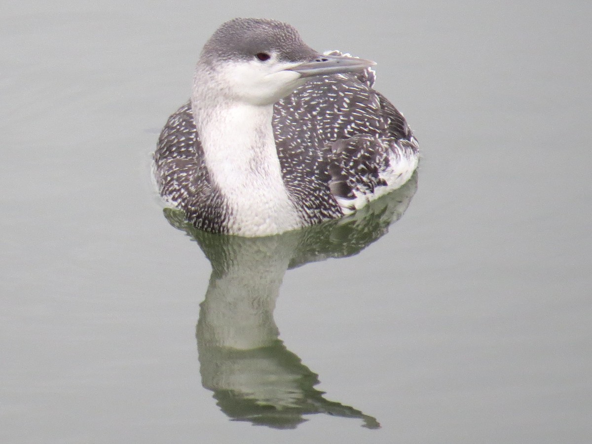 Red-throated Loon - Hilary Maguire