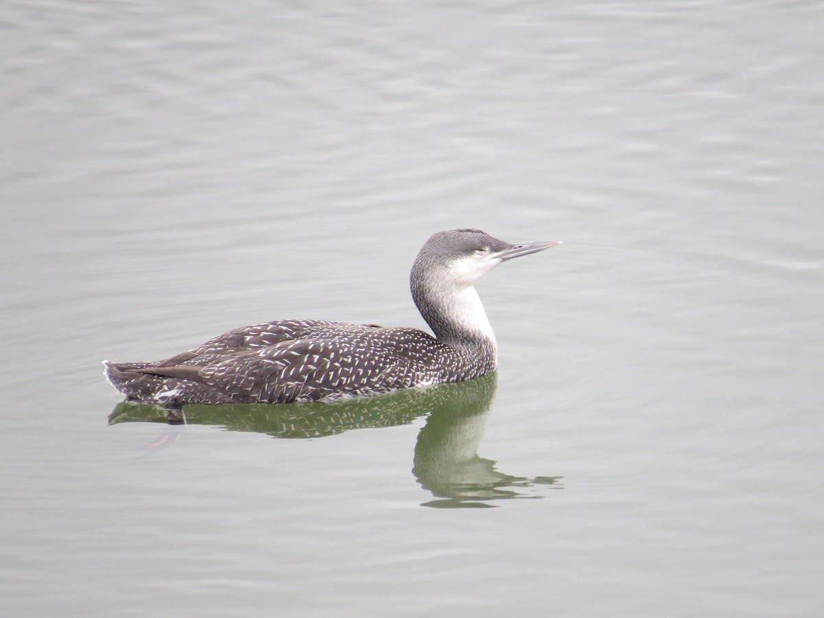 Red-throated Loon - ML86081461