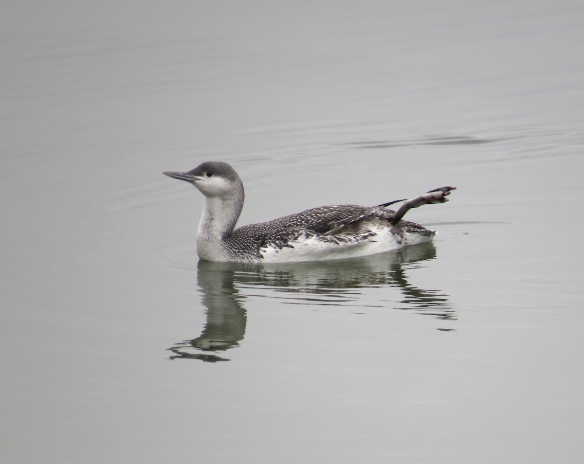 Red-throated Loon - ML86081571