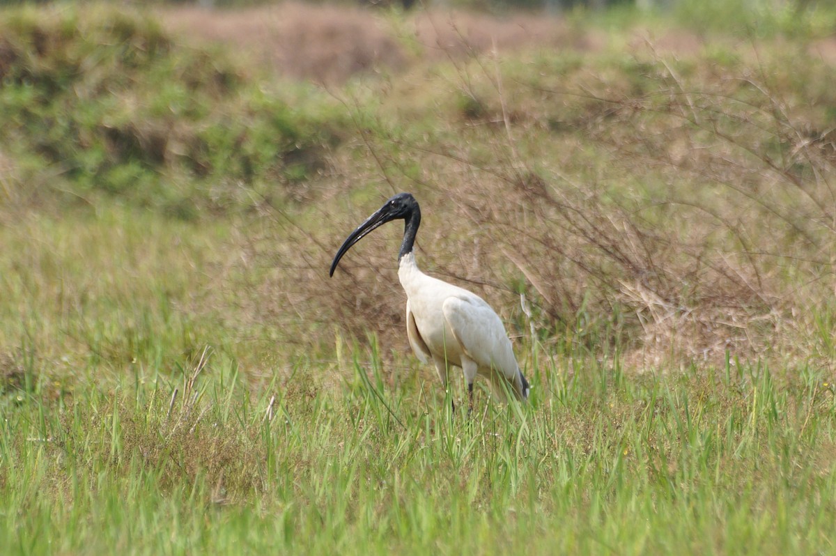 ibis černohlavý - ML86084021