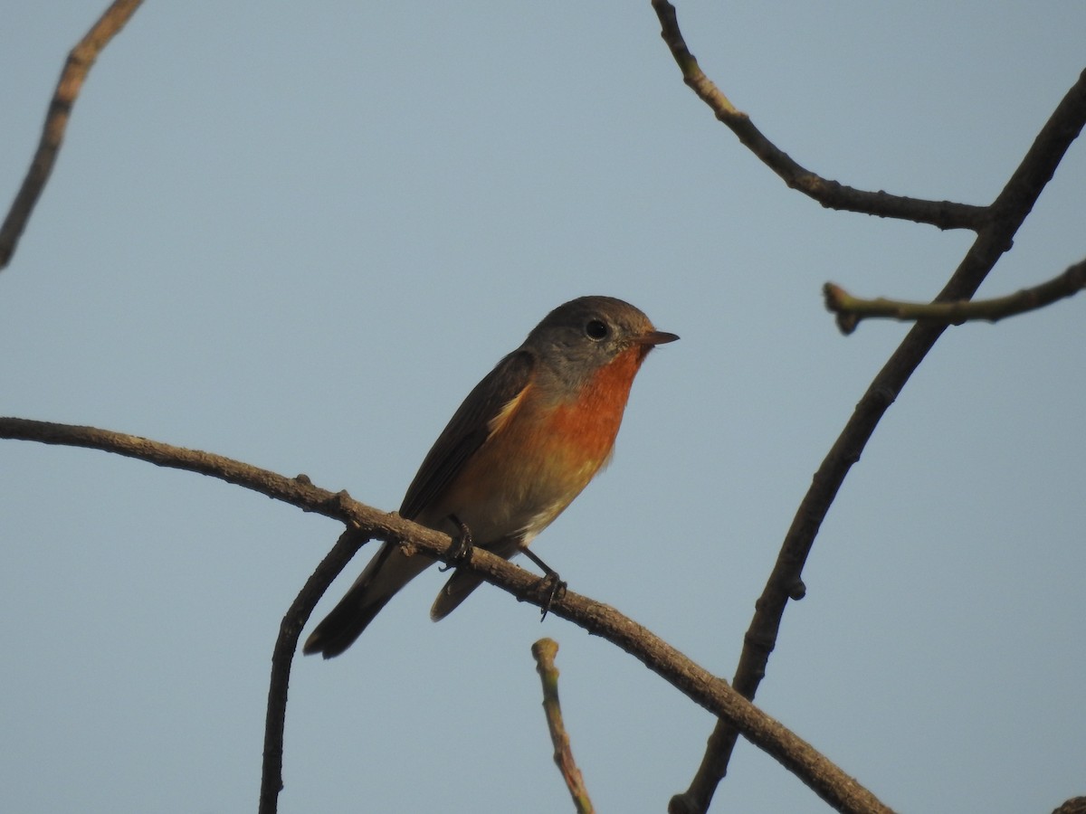 Red-breasted Flycatcher - ML86086841