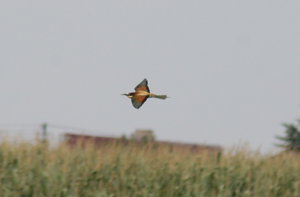 European Bee-eater - ML86087351