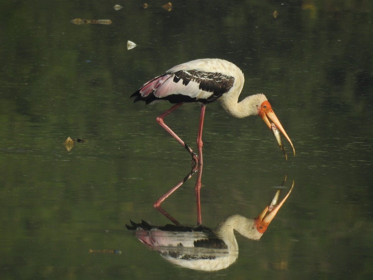 Painted Stork - IISER Tirupati (Group account)