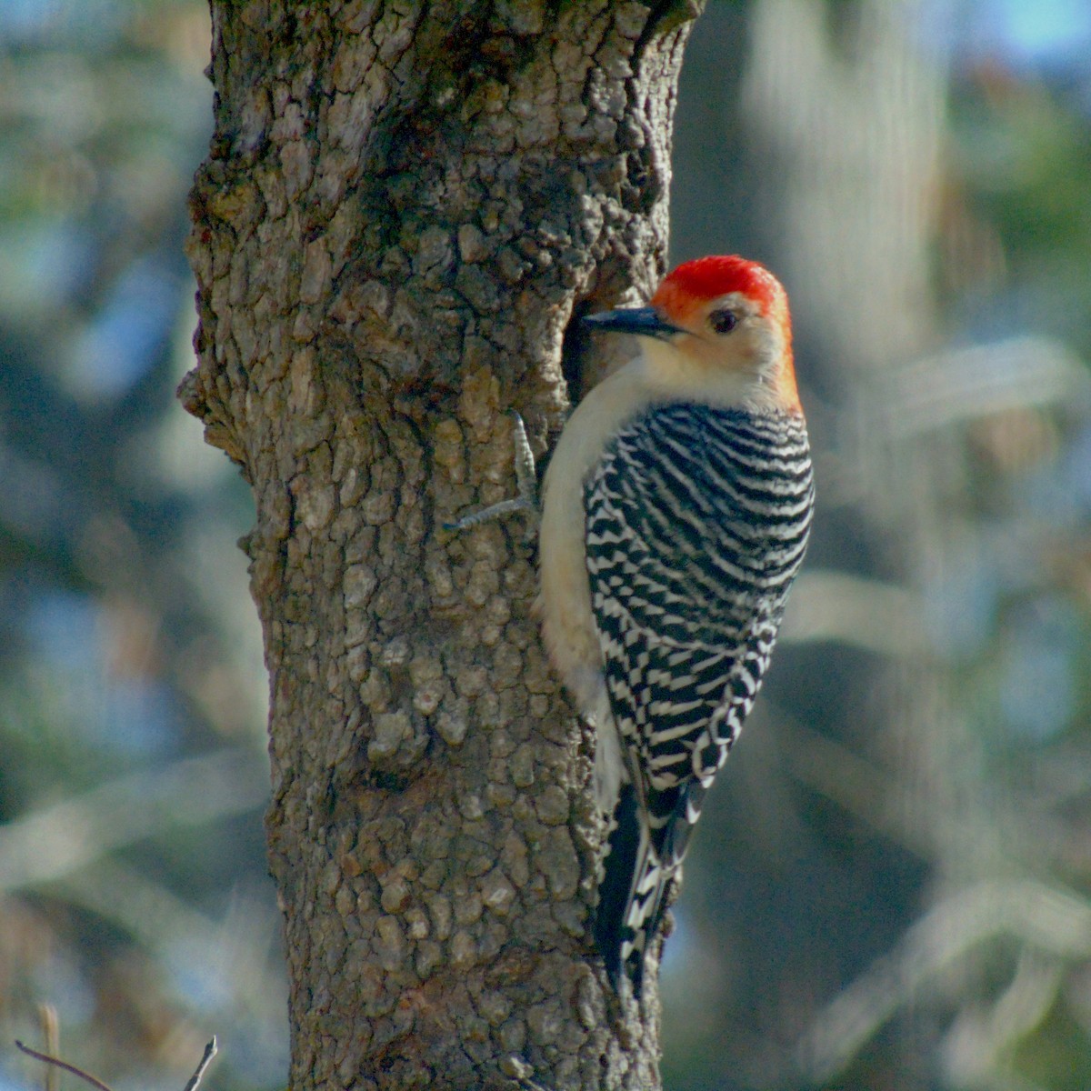 Red-bellied Woodpecker - ML86090121