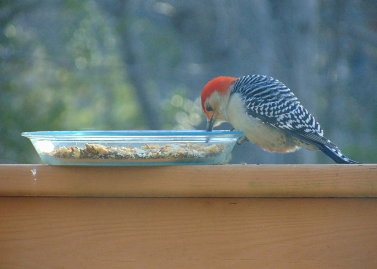 Red-bellied Woodpecker - ML86090181
