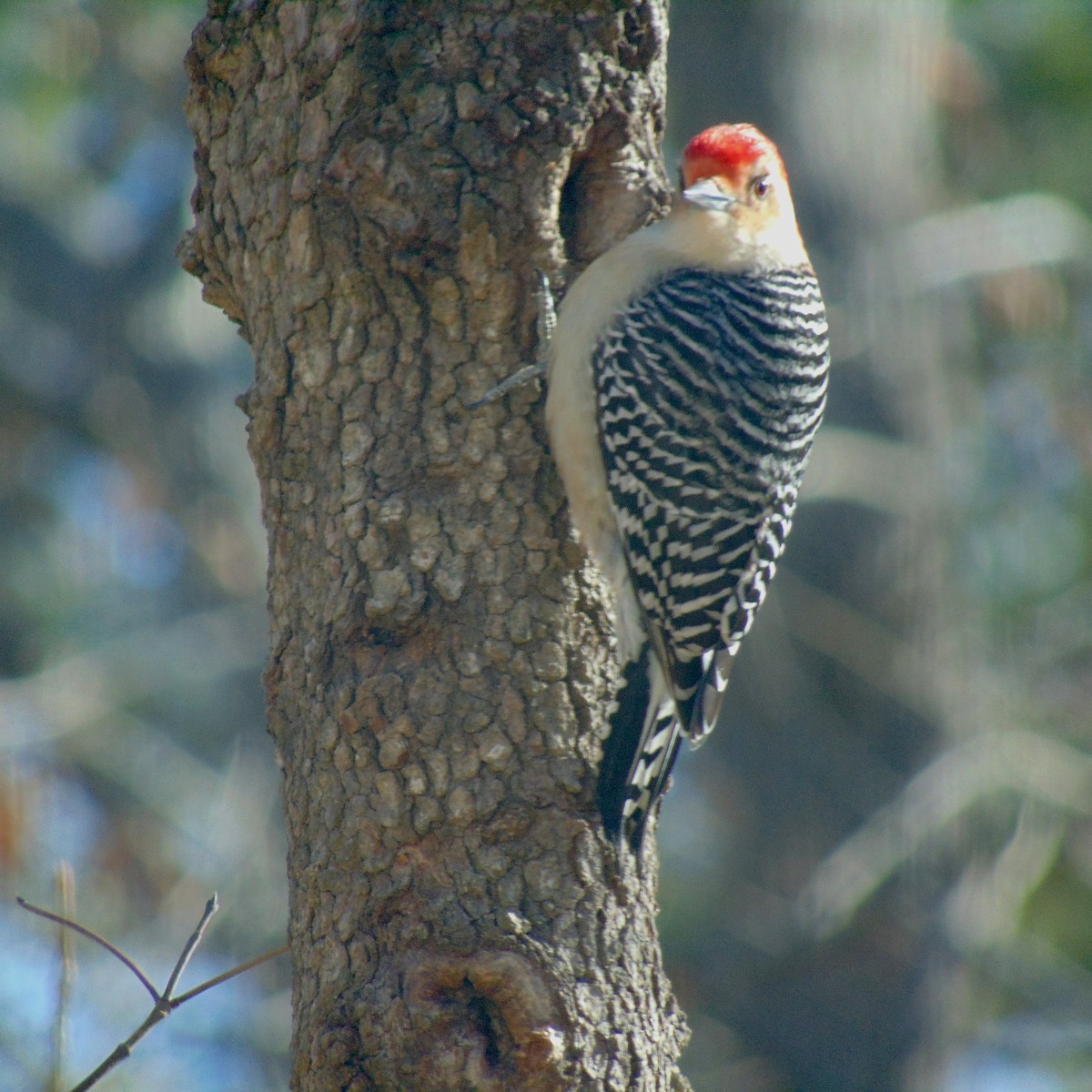 Red-bellied Woodpecker - ML86090221