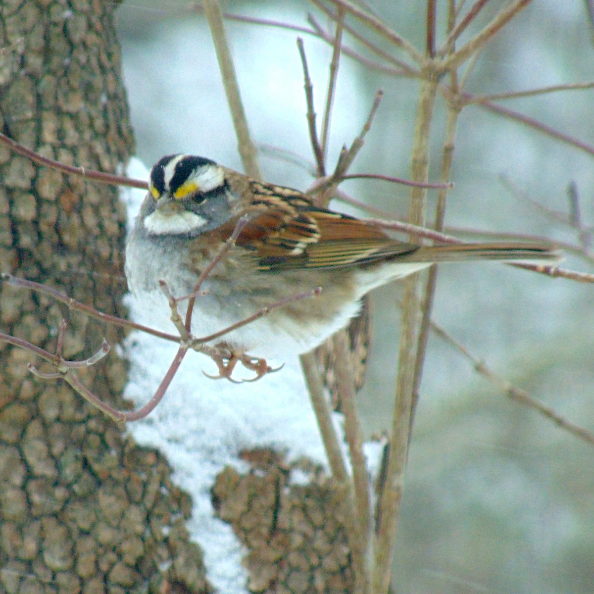 White-throated Sparrow - ML86090521