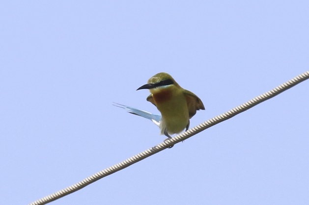 Blue-tailed Bee-eater - ML86090621
