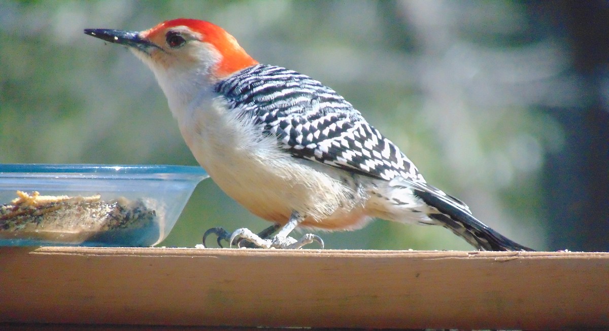 Red-bellied Woodpecker - Catherine Kauffman