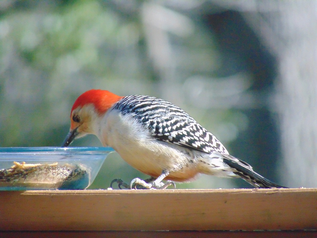 Red-bellied Woodpecker - ML86090671