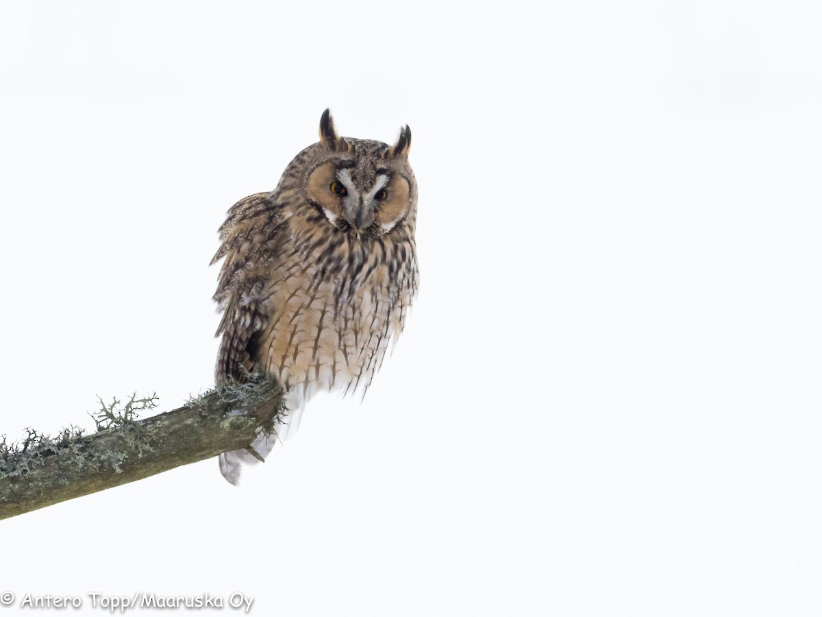 Long-eared Owl - Antero Topp