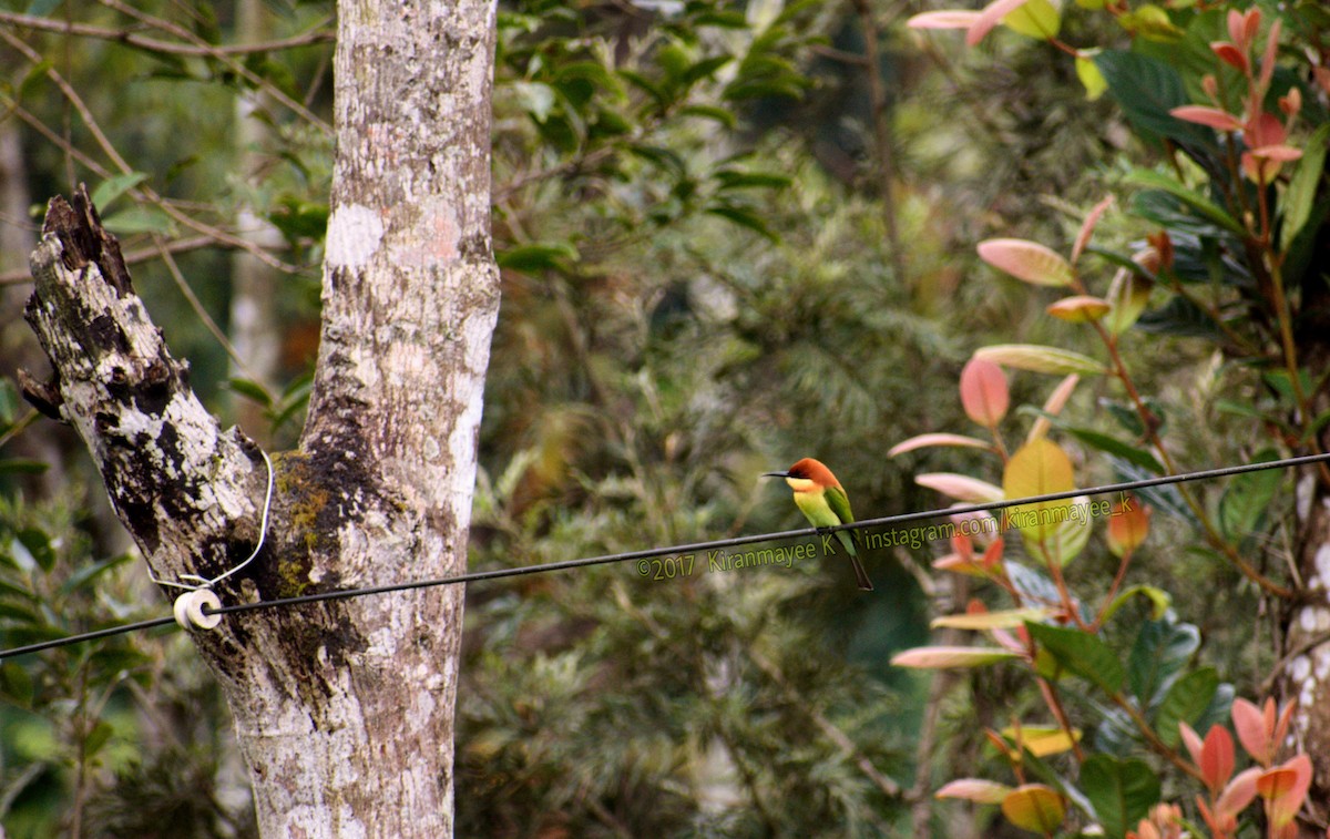 Chestnut-headed Bee-eater - Kiranmayee K