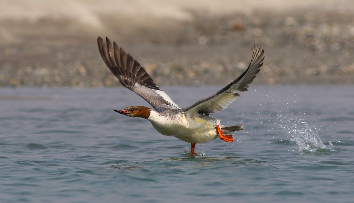 Common Merganser - ML86092871