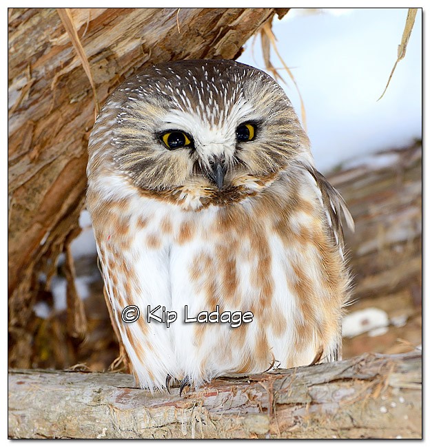 Northern Saw-whet Owl - ML86094721